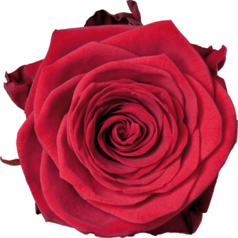 een juweel van een valentijn roos 80cm