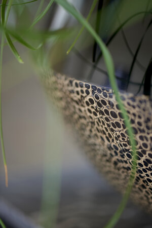 Groningen Pot Eggshell Black