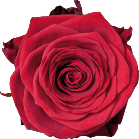 een juweel van een valentijn roos 80cm